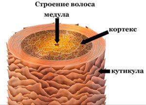 Где образуются вещества смазывающие волосы человека на картинке