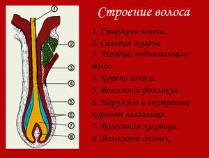 Где образуются вещества смазывающие волосы человека на картинке